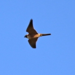 Falco longipennis (Australian Hobby) at Jerrabomberra Creek - 12 Apr 2021 by RodDeb