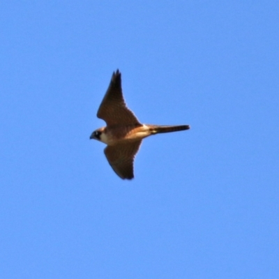 Falco longipennis (Australian Hobby) at Jerrabomberra, NSW - 12 Apr 2021 by RodDeb