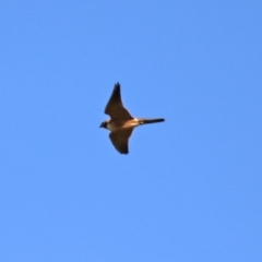 Falco longipennis at Jerrabomberra, NSW - 12 Apr 2021 02:16 PM