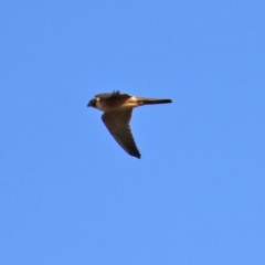 Falco longipennis at Jerrabomberra, NSW - 12 Apr 2021