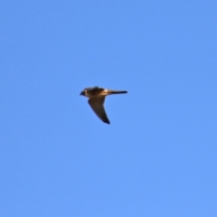 Falco longipennis at Jerrabomberra, NSW - 12 Apr 2021