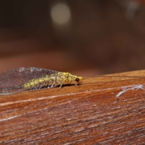 Calochrysa extranea at Evatt, ACT - 3 Apr 2021 03:28 PM