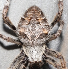 Backobourkia heroine (Heroic Orb-weaver) at ANBG - 6 Apr 2021 by TimL