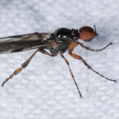 Bibionidae (family) (Bibionid fly) at Melba, ACT - 6 Apr 2021 by kasiaaus