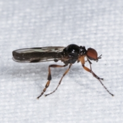 Bibionidae (family) at Melba, ACT - 6 Apr 2021