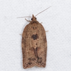 Epiphyas postvittana (Light Brown Apple Moth) at Melba, ACT - 6 Apr 2021 by kasiaaus