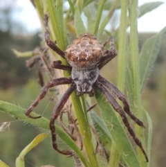 Backobourkia sp. (genus) (An orb weaver) at Point Hut to Tharwa - 22 Feb 2021 by MichaelBedingfield