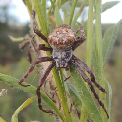 Backobourkia sp. (genus) (An orb weaver) at Tuggeranong DC, ACT - 22 Feb 2021 by MichaelBedingfield