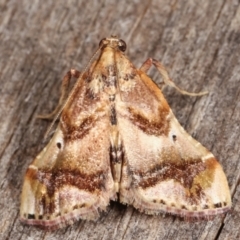 Scenedra decoratalis (A Pyralid moth) at Melba, ACT - 6 Apr 2021 by kasiaaus