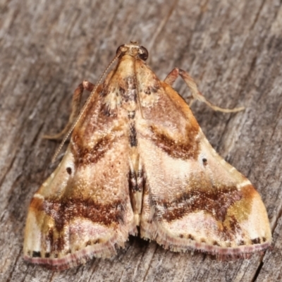 Scenedra decoratalis (A Pyralid moth) at Melba, ACT - 7 Apr 2021 by kasiaaus