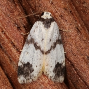 Thallarcha sparsana at Melba, ACT - 7 Apr 2021 10:54 PM