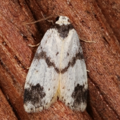 Thallarcha sparsana (Fair Footman) at Melba, ACT - 7 Apr 2021 by kasiaaus