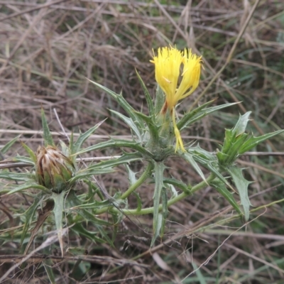 Carthamus lanatus (Saffron Thistle) at Tuggeranong DC, ACT - 22 Feb 2021 by michaelb