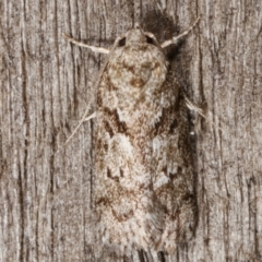 Philobota philostaura (A Concealer moth (Philobota group)) at Melba, ACT - 7 Apr 2021 by kasiaaus