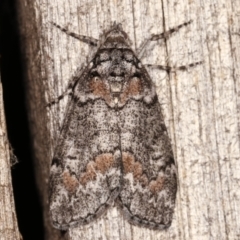 Smyriodes undescribed species nr aplectaria at Melba, ACT - 7 Apr 2021 by kasiaaus