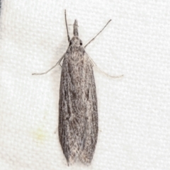 Phryganeutis cinerea (Chezala Group moth) at Melba, ACT - 7 Apr 2021 by kasiaaus