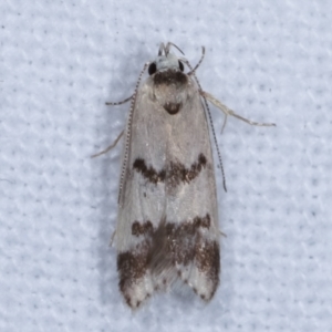 Compsotropha strophiella at Melba, ACT - 8 Apr 2021