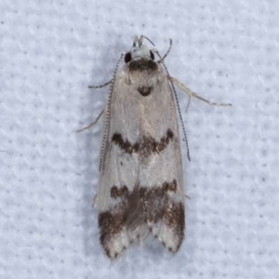 Compsotropha strophiella (A Concealer moth (Wingia group)) at Melba, ACT - 8 Apr 2021 by kasiaaus