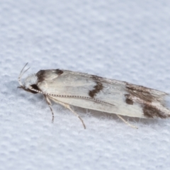 Compsotropha strophiella at Melba, ACT - 8 Apr 2021