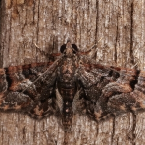 Chloroclystis metallospora at Melba, ACT - 8 Apr 2021