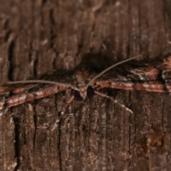 Chloroclystis metallospora at Melba, ACT - 8 Apr 2021