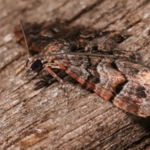 Chloroclystis metallospora at Melba, ACT - 8 Apr 2021