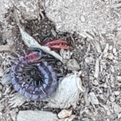 Scolopendra sp. (genus) at Lyneham, ACT - 13 Apr 2021