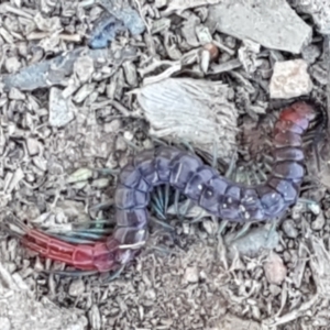 Scolopendra sp. (genus) at Lyneham, ACT - 13 Apr 2021