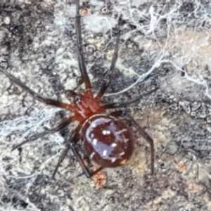 Theridiidae (family) at Lyneham, ACT - 13 Apr 2021