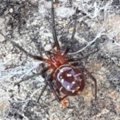 Theridiidae (family) at Lyneham, ACT - 13 Apr 2021