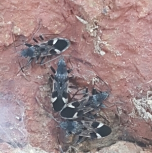 Dieuches sp. (genus) at Lyneham, ACT - 13 Apr 2021