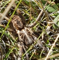 Tasmanicosa godeffroyi (Garden Wolf Spider) at Lyneham, ACT - 13 Apr 2021 by trevorpreston