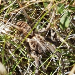 Tasmanicosa godeffroyi at Lyneham, ACT - 13 Apr 2021