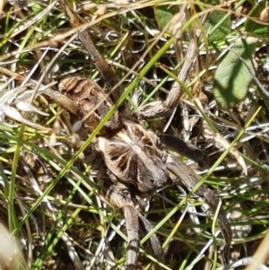 Tasmanicosa godeffroyi at Lyneham, ACT - 13 Apr 2021