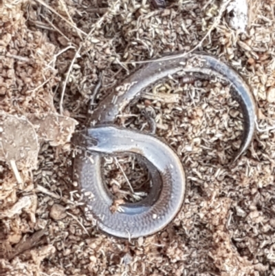 Hemiergis talbingoensis (Three-toed Skink) at Lyneham, ACT - 13 Apr 2021 by tpreston