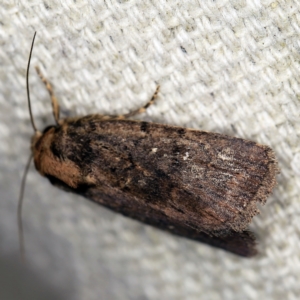 Proteuxoa provisional species 3 at O'Connor, ACT - 5 Apr 2021 10:18 PM