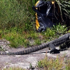 Varanus rosenbergi (Heath or Rosenberg's Monitor) at Wog Wog, NSW - 5 Mar 2021 by rupert.b