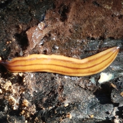 Anzoplana trilineata (A Flatworm) at Stromlo, ACT - 13 Apr 2021 by trevorpreston