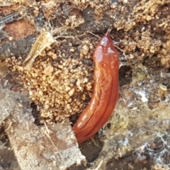 Anzoplana trilineata at Stromlo, ACT - 13 Apr 2021