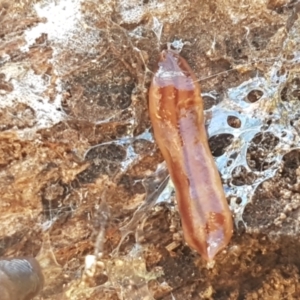 Anzoplana trilineata at Stromlo, ACT - 13 Apr 2021