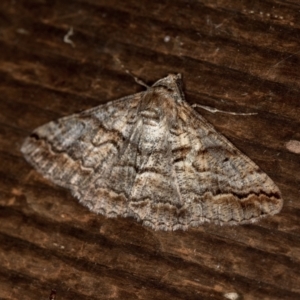 Gastrinodes bitaeniaria at Melba, ACT - 25 Mar 2021 12:06 PM