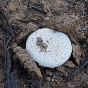 Amanita sp. at Stromlo, ACT - 13 Apr 2021