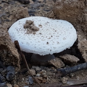 Amanita sp. at Stromlo, ACT - 13 Apr 2021 02:26 PM