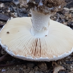 Amanita sp. at Stromlo, ACT - 13 Apr 2021 02:26 PM