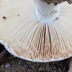 Amanita sp. at Stromlo, ACT - 13 Apr 2021