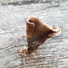 Stereum sp. at Stromlo, ACT - 13 Apr 2021