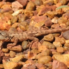 Amphibolurus muricatus (Jacky Lizard) at ANBG - 13 Apr 2021 by HelenCross