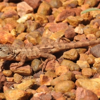 Amphibolurus muricatus (Jacky Lizard) at ANBG - 13 Apr 2021 by HelenCross