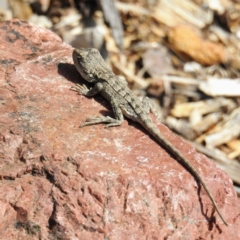 Amphibolurus muricatus at Downer, ACT - 13 Apr 2021 01:14 PM