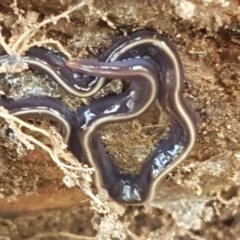 Caenoplana coerulea (Blue Planarian, Blue Garden Flatworm) at Bullen Range - 13 Apr 2021 by tpreston